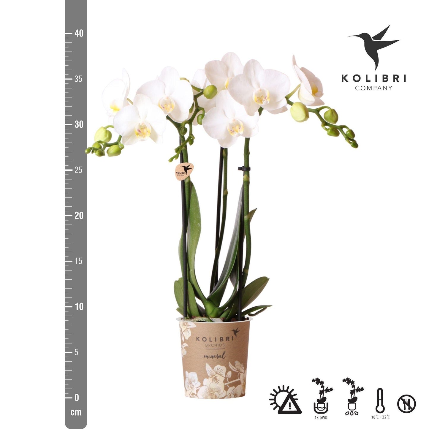 Witte Orchidee - Amabilis - potmaat 9cm