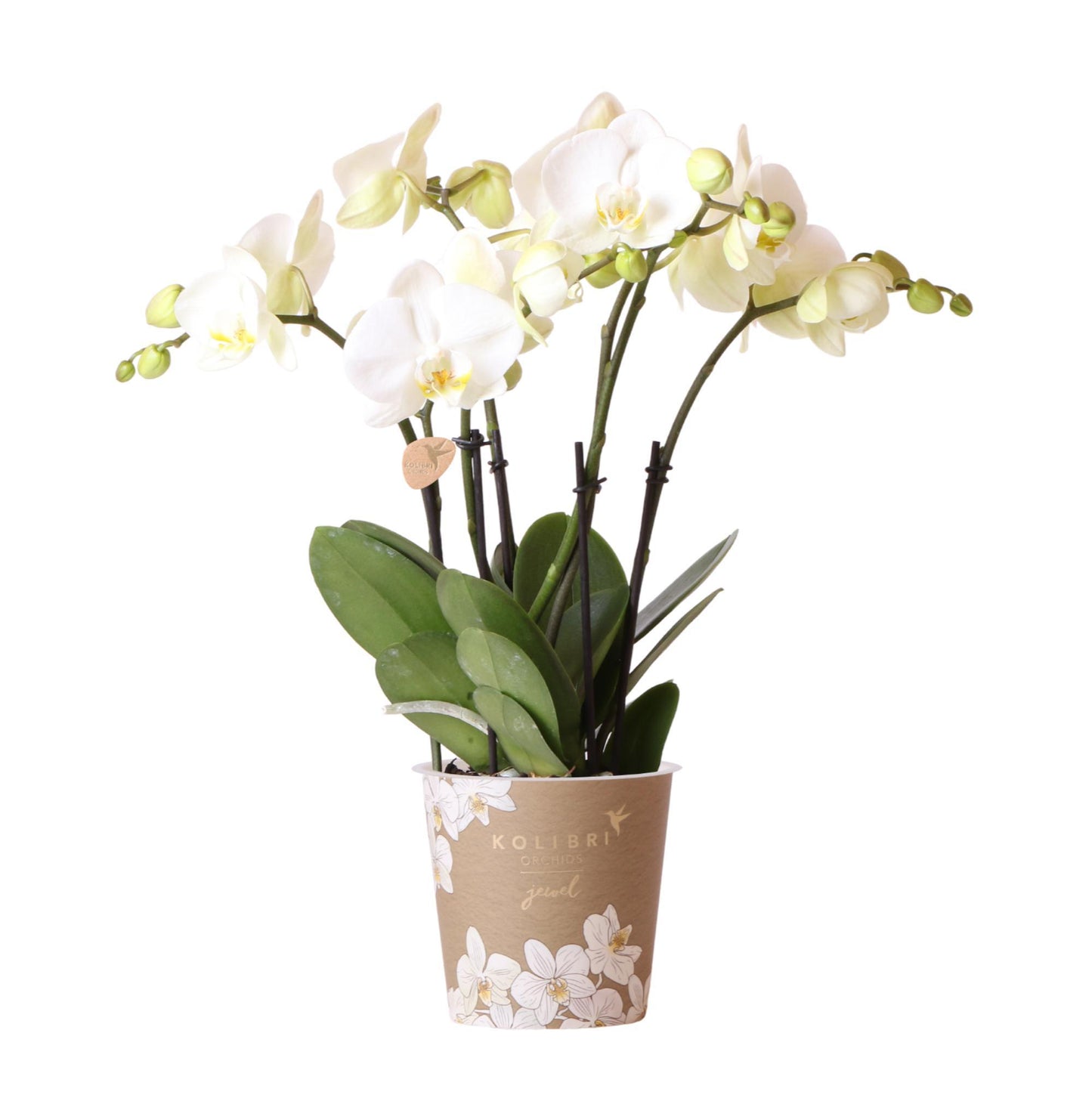 Witte Orchidee - Jewel Ghent - potmaat 12cm