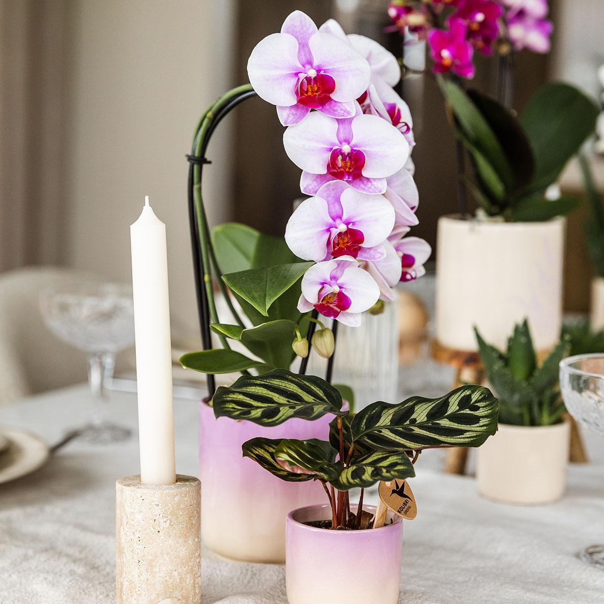 Roze Orchidee Niagara Falls + Gradience Roze Decoratieve Pot - Potmaat 9cm