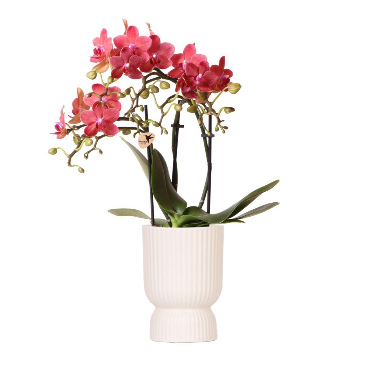 Rode Phalaenopsis orchidee - Congo + Diabolo travertijn - potmaat 9cm