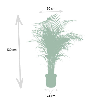 Areca Palm Tree - Height 130 cm - Pot size 24cm