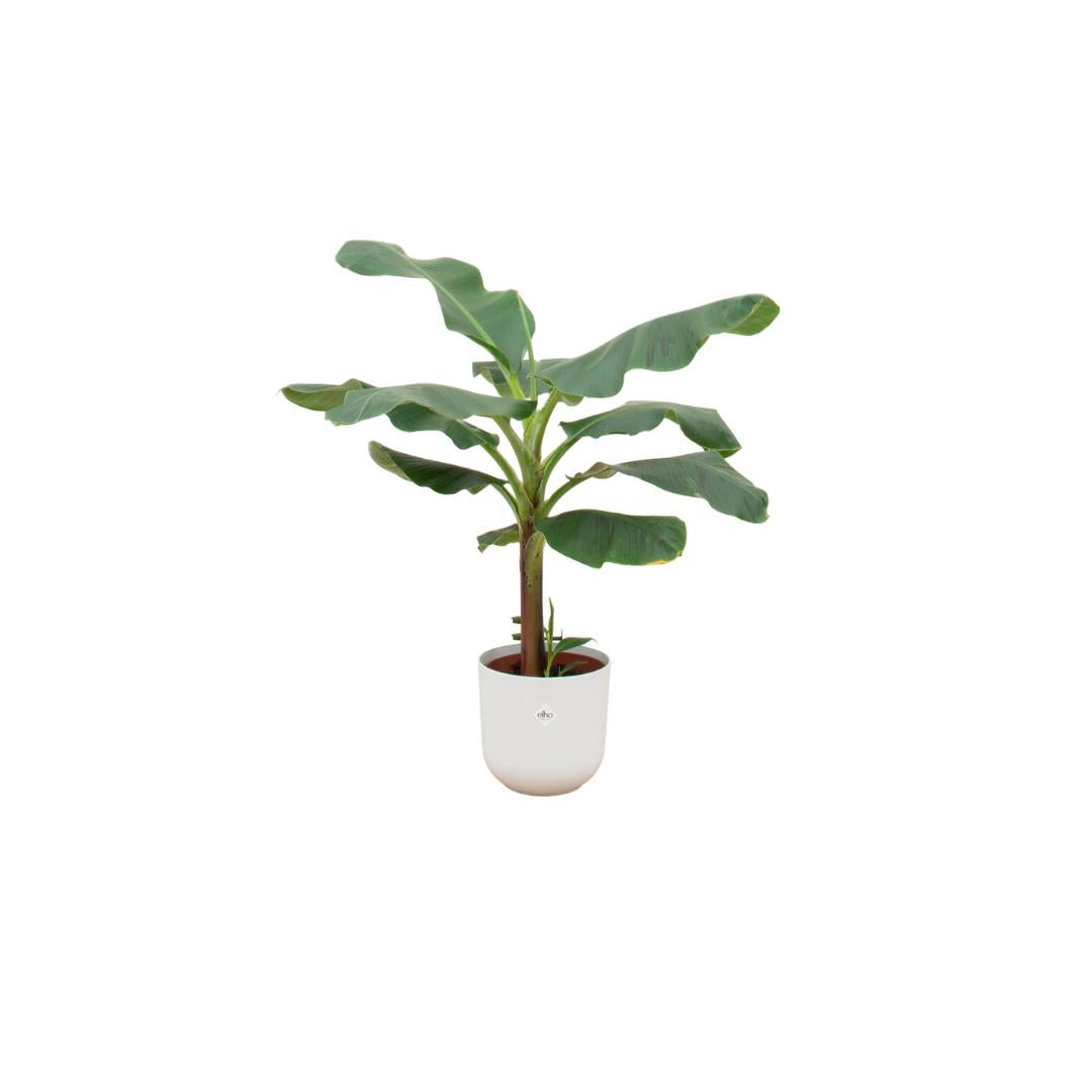 Combo deal - Banana plant (Musa) + Elho Jazz Round white 23 cm - 120 cm