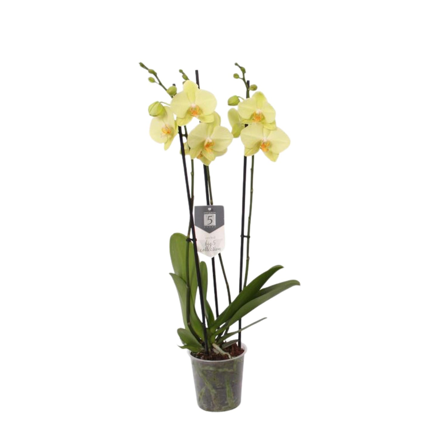 Volterra Orchids - 3 stem - 60 cm - 12 cm