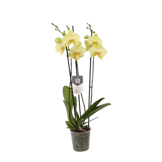 Volterra Orchideeën - 3 stengels - 60 cm - 12 cm