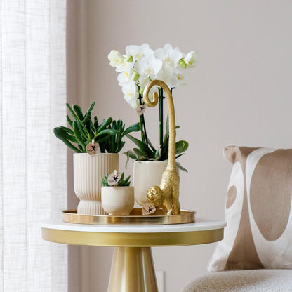 Geschenkset Luxury Living - Set Witte Phalaenopsis Orchideeën en Vetplanten incl. keramische potten