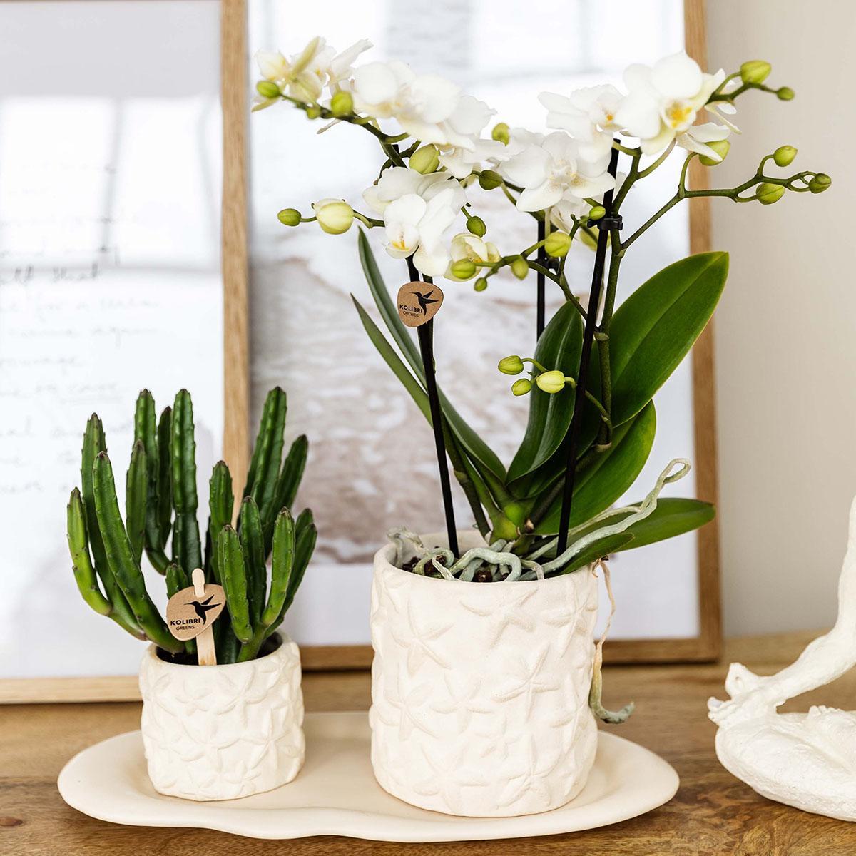 Plant set Star Fish small - White Orchid Lausanne + Succulent Incl. ceramic pots + white organic tray