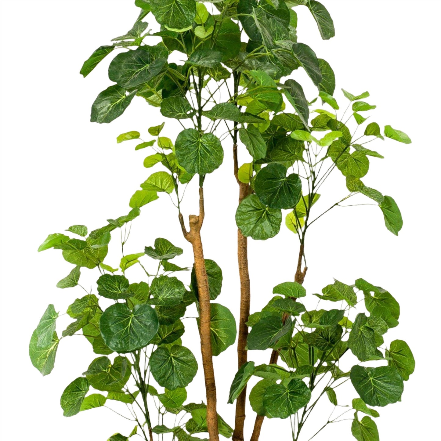 Artificial Plant - Polyscias - Aralia - 160 cm