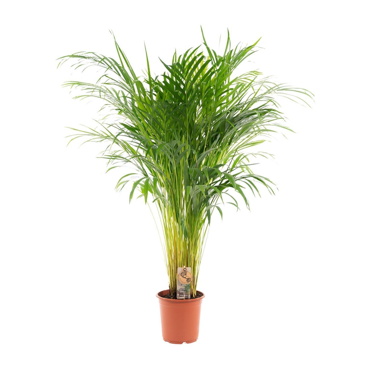 Areca Palm Tree - Height 110 cm - Pot size 21cm