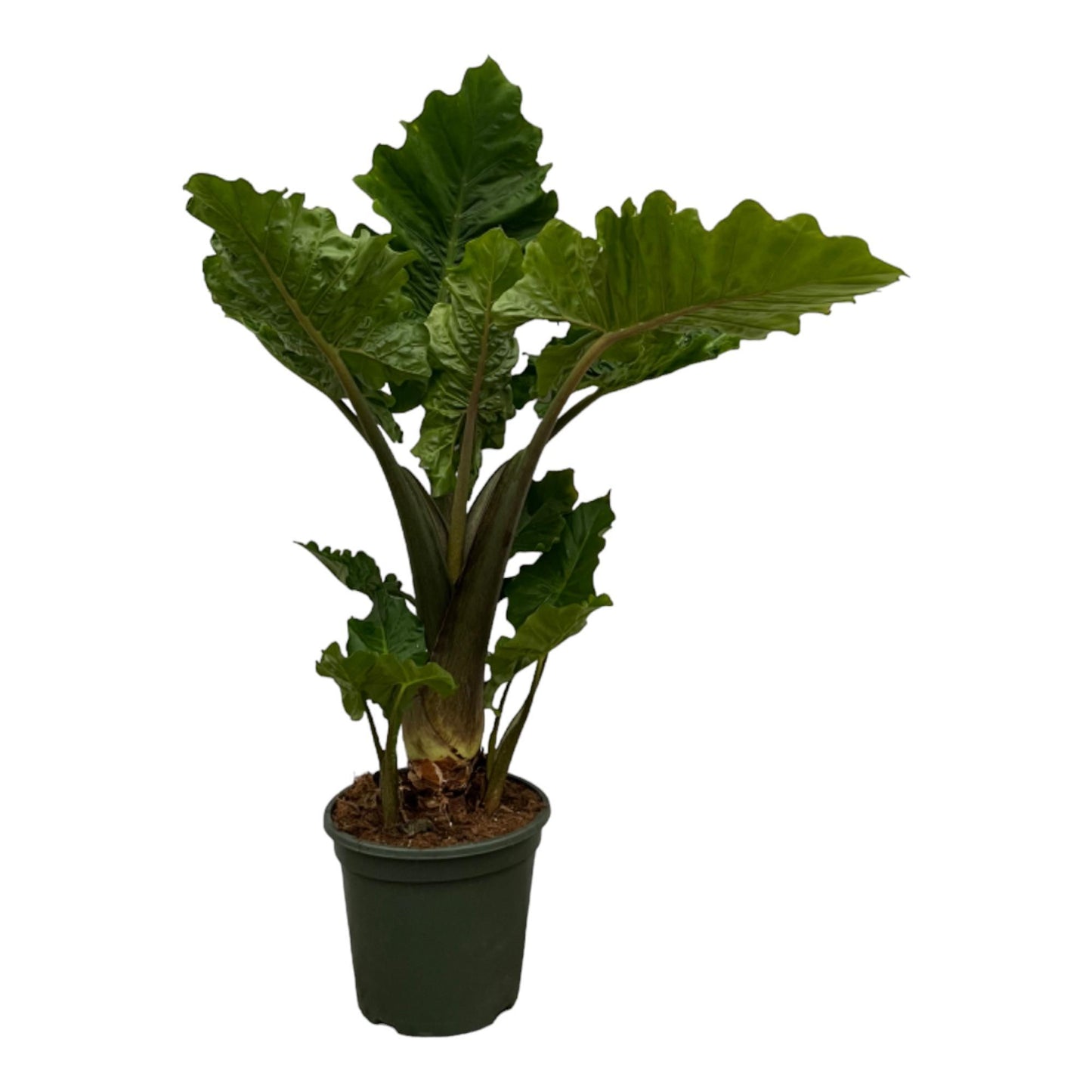 Alocasia Low Raider - Hoogte 75 cm - Potmaat 26 cm