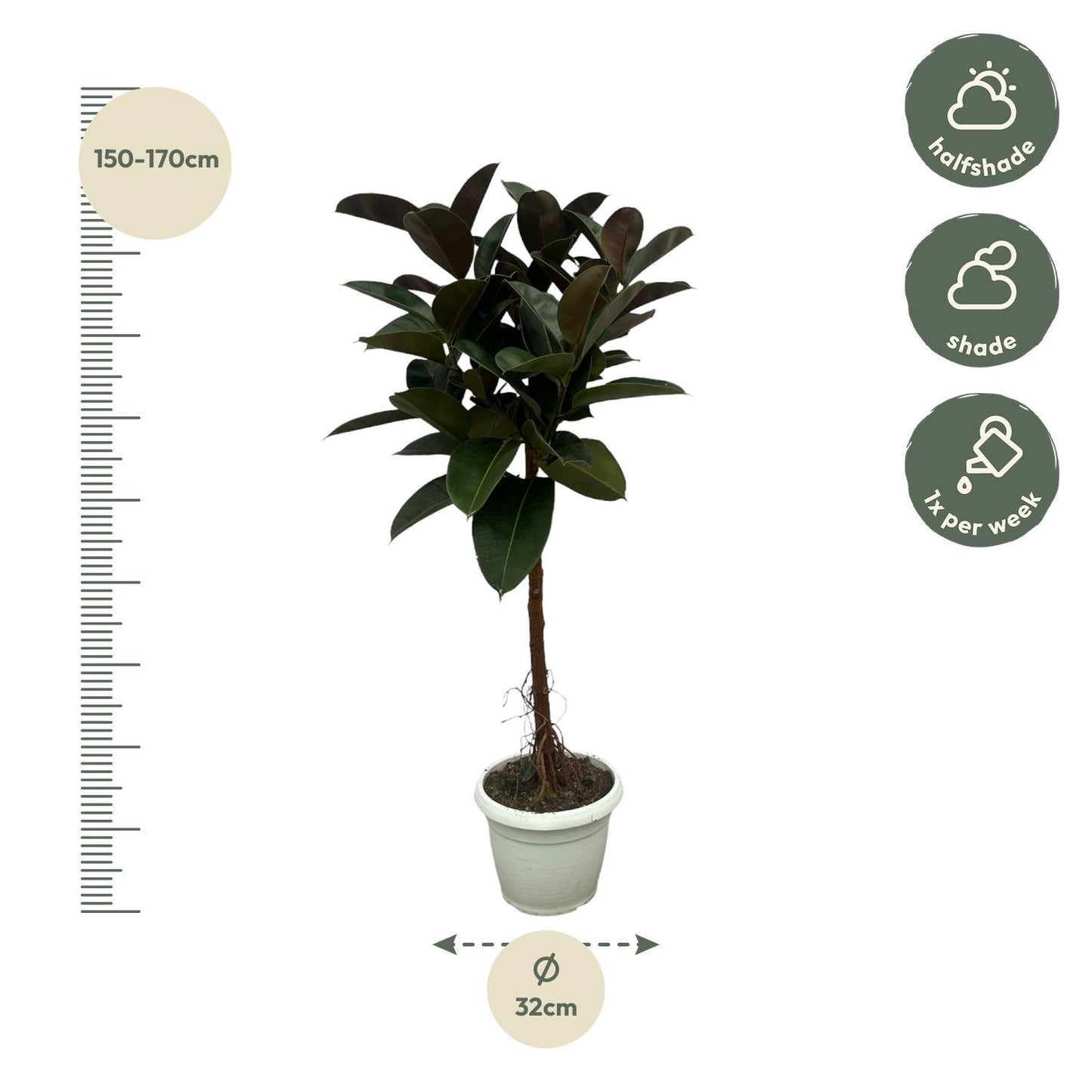 Ficus Elastica Robusta on a stem - 140 cm - 32 cm