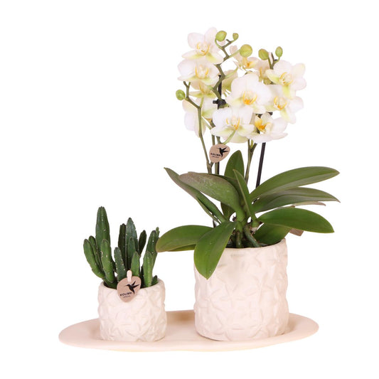 Plant set Star Fish small - White Orchid Lausanne + Succulent Incl. ceramic pots + white organic tray