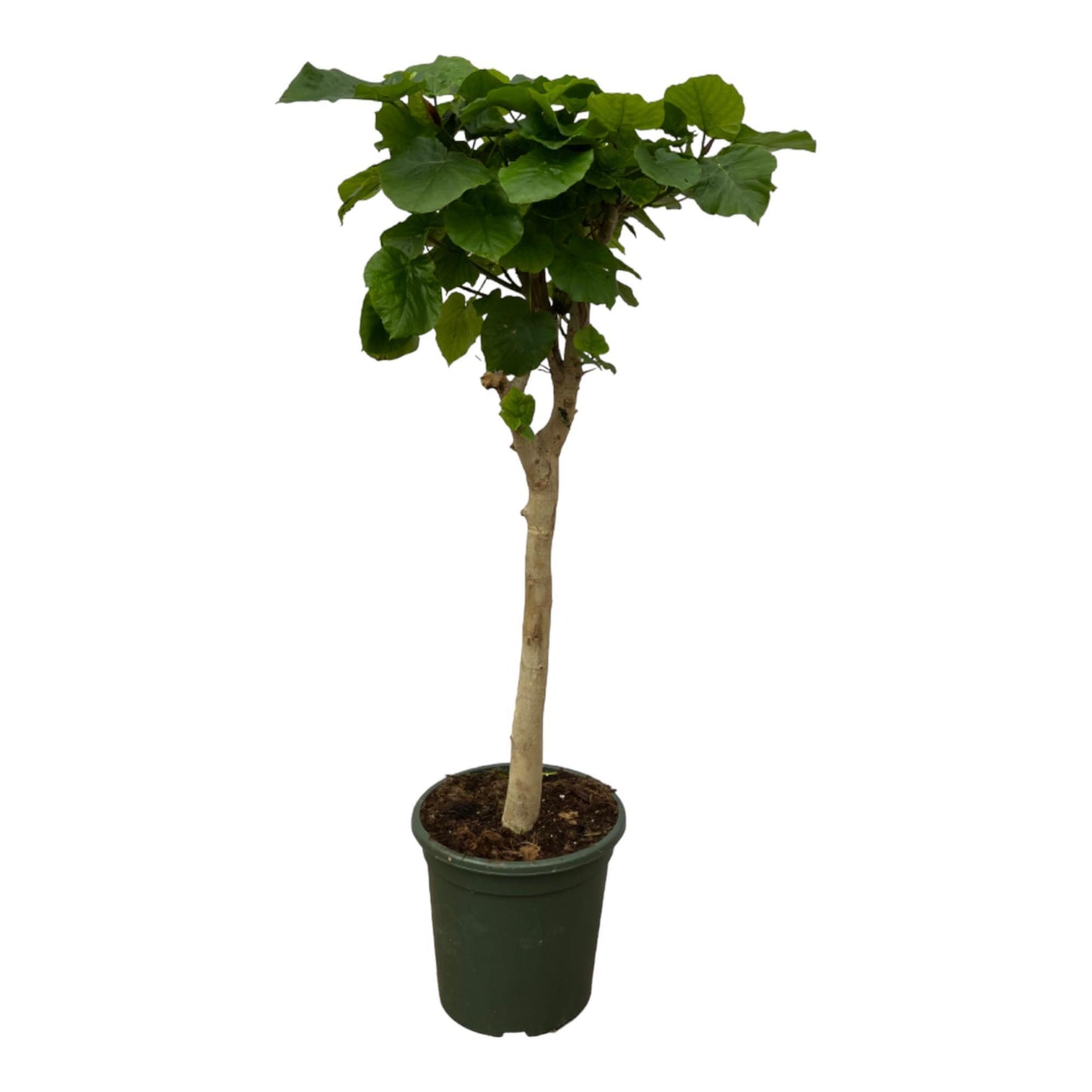 Ficus Umbellata Stam - Hoogte 130 cm - Potmaat 33cm