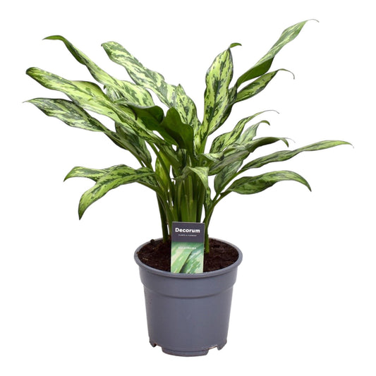 Aglaonema Juliette - Height 40 cm - Pot size 12 cm