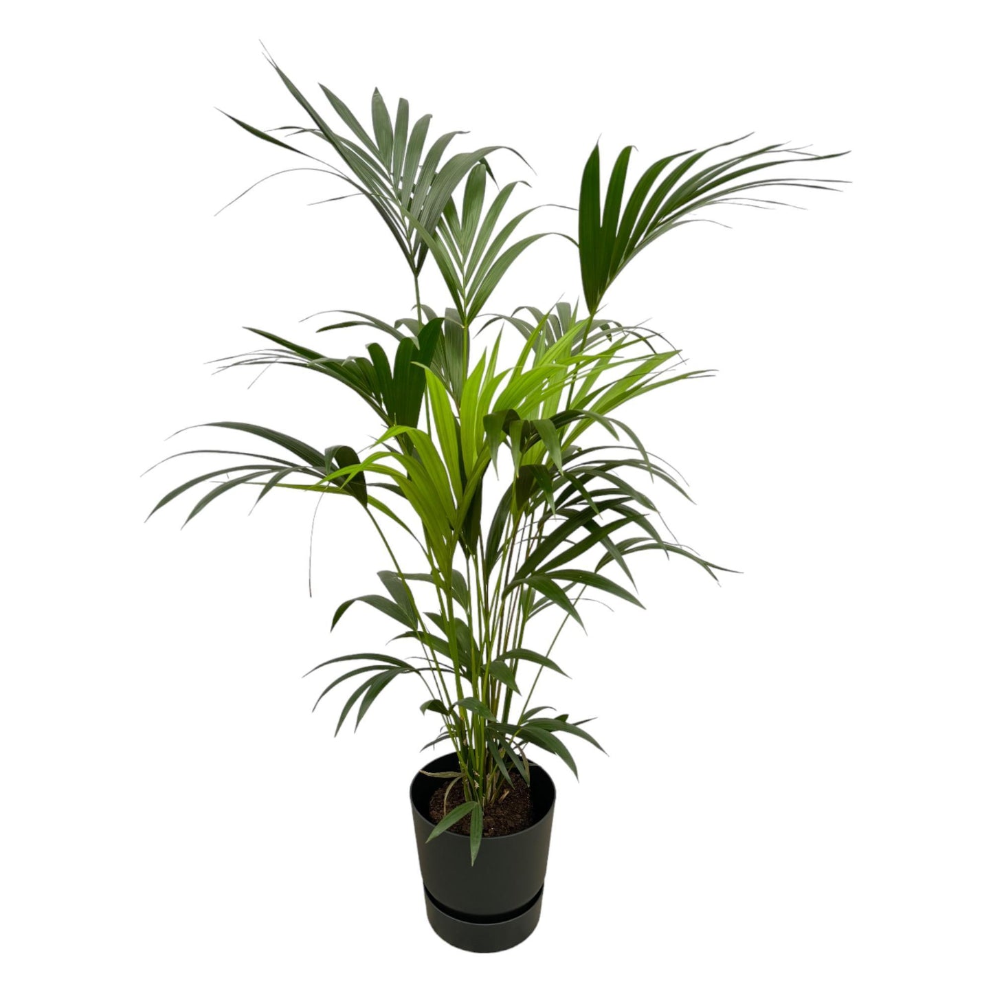 Kentia Palmboom + Elho Greenville Rond zwart - 160 cm - 30 cm