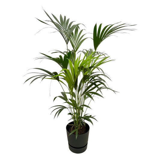 Kentia Palm Tree + Elho Greenville Round black - 160 cm - 30 cm