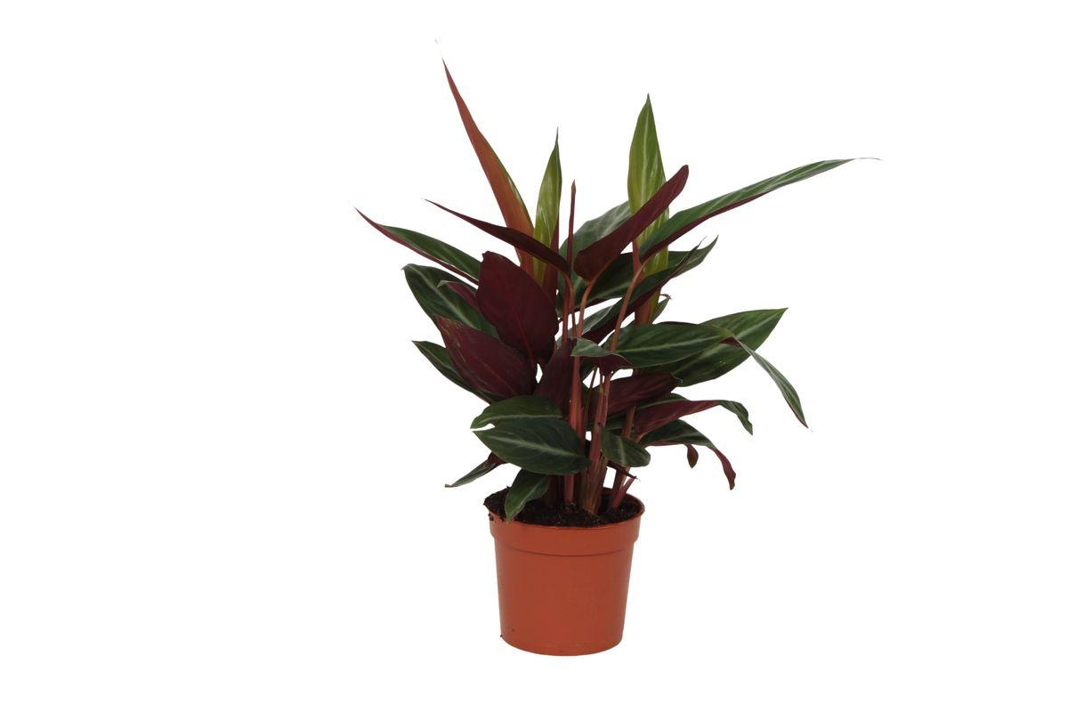 Calathea Stripestar - 40 cm - 12 cm