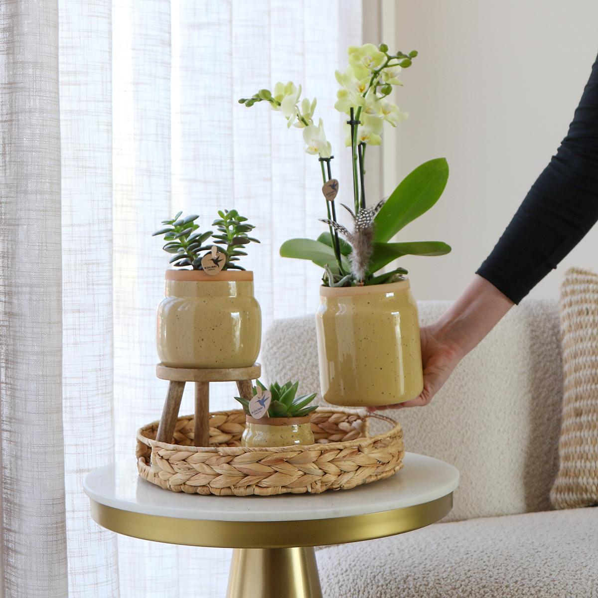 Gift Set Yellow Orchids in Vintage khaki pot and hyacinth tray