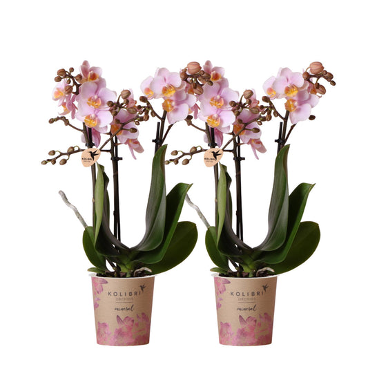 COMBI DEAL of 2 Red Orchids - Andorra - pot size 9cm