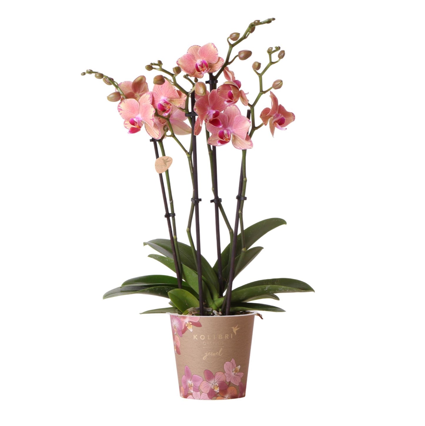 Orange Pink Orchid - Jewel Pirate Picotee - pot size 12cm