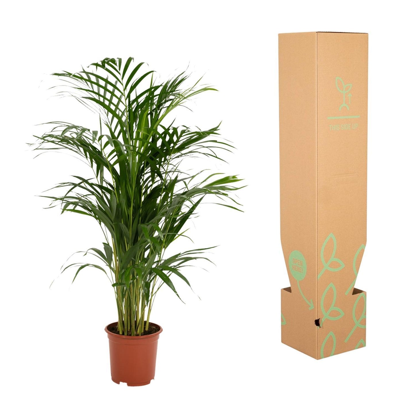 Areca Palm - Height 85 cm - Pot size 19 cm