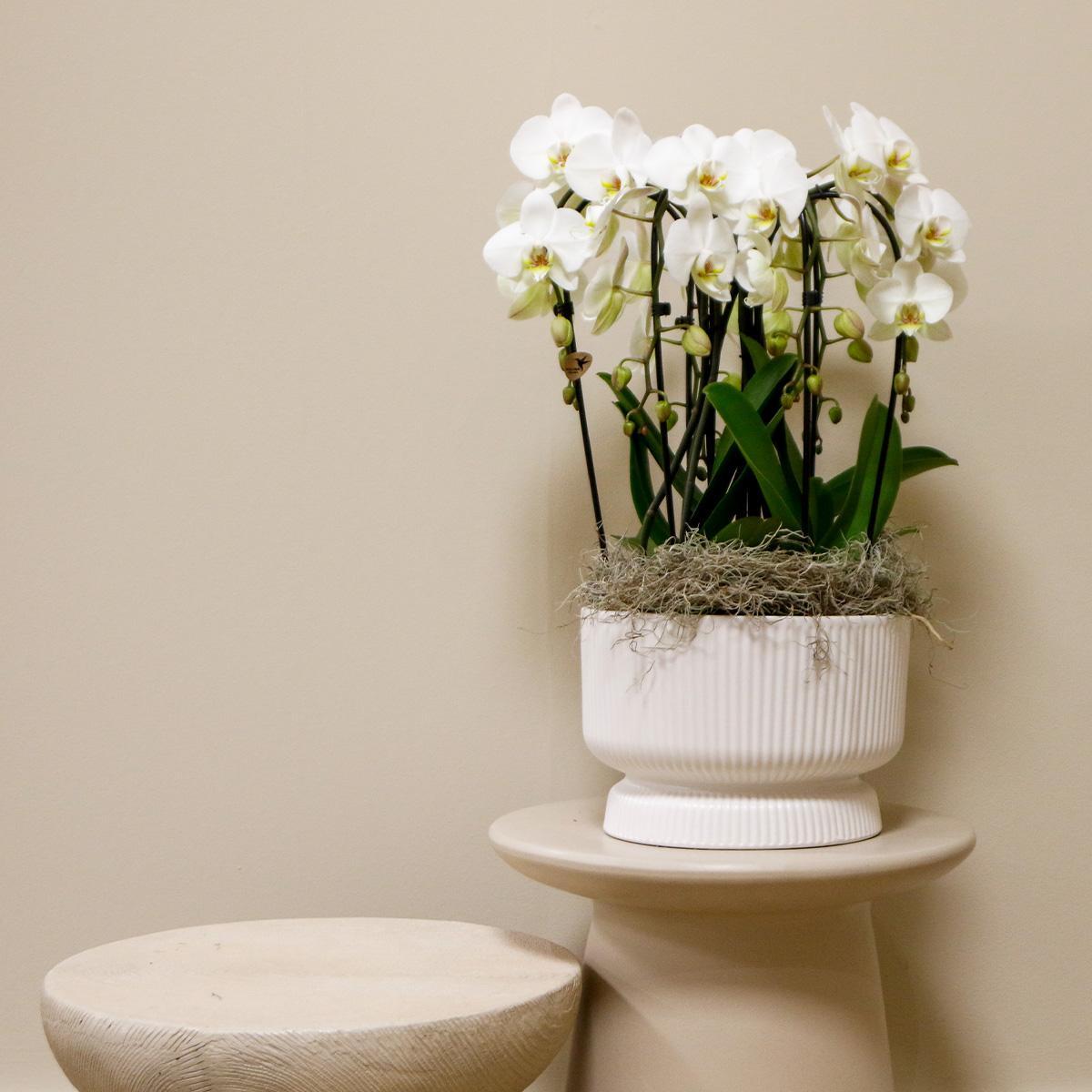 White Orchid Set in DIABOLO white dish incl. water reservoir