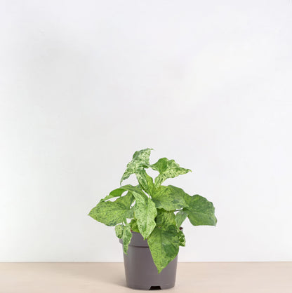 Syngonium Gevlekt - 25 cm - 12 cm