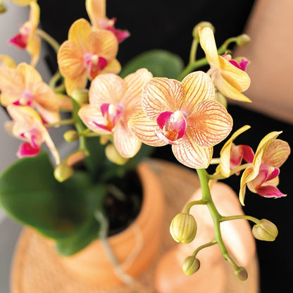 Geschenkset PeachGreen Plant met oranje Phalaenopsis orchidee in snoepkleurige decoratieve potten op witte biologische schaal