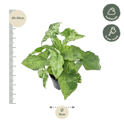 Syngonium Gevlekt - 25 cm - 12 cm