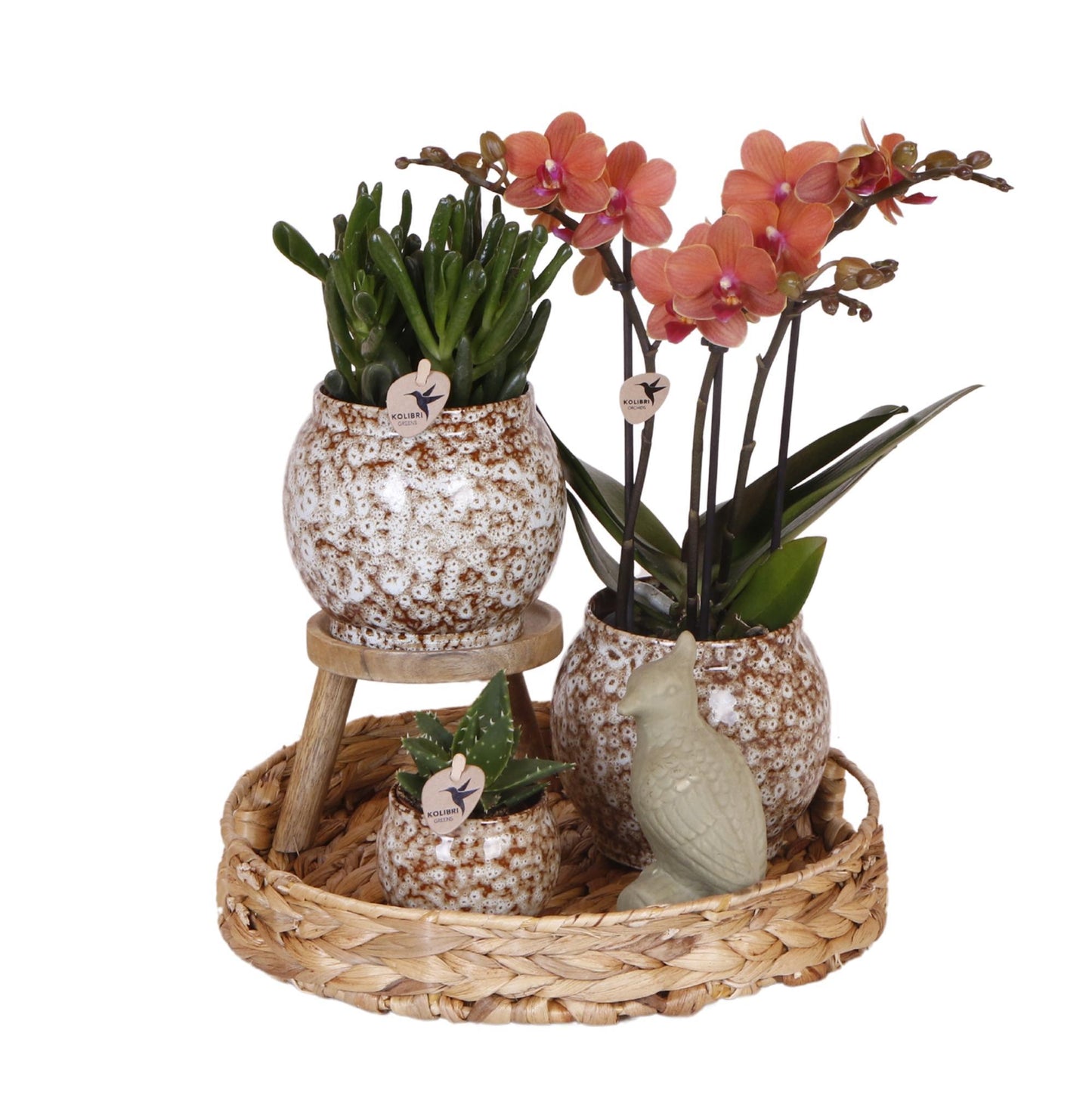 Gift set Untamed Nature | Set with Red Orchids and Succulenten incl. ceramic pot