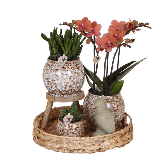 Gift set Untamed Nature | Set with Red Orchids and Succulenten incl. ceramic pot