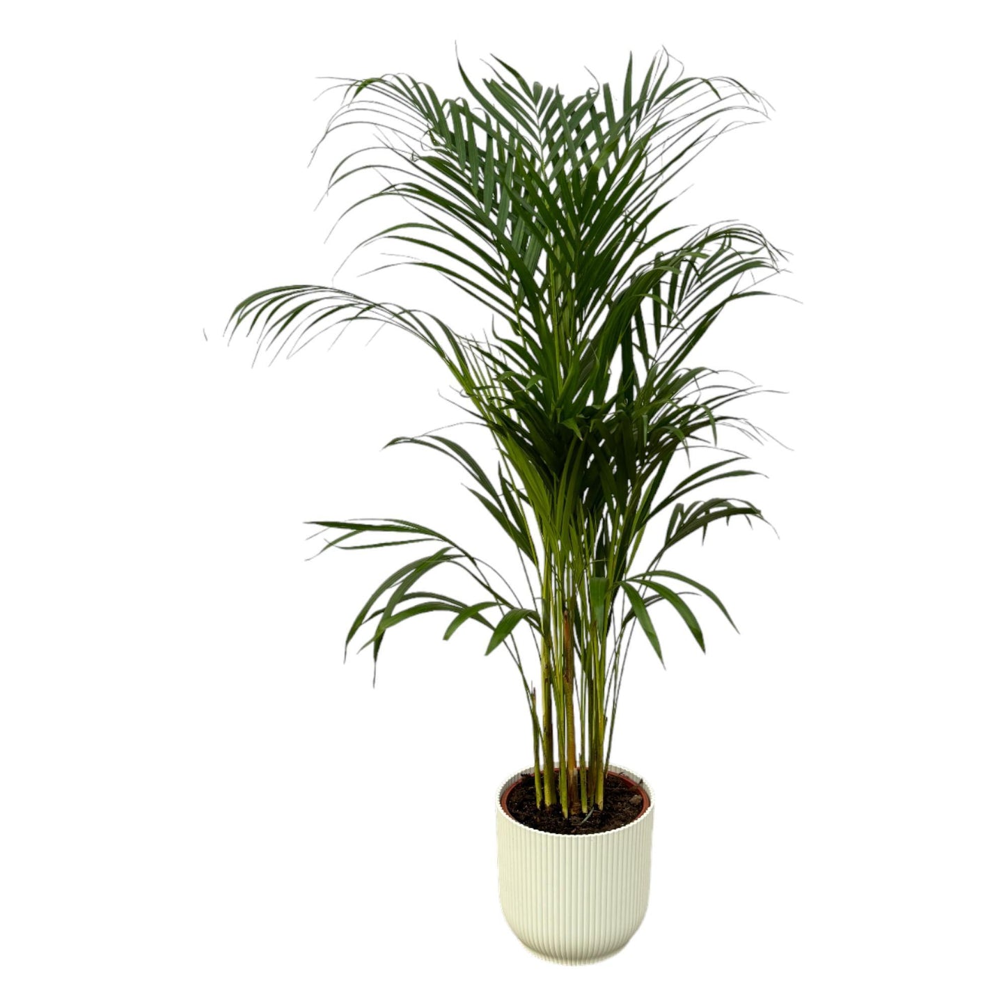 Areca Palm - Hoogte 110 cm - + Elho Vibes Fold Ronde Pot - Wit D22xH20