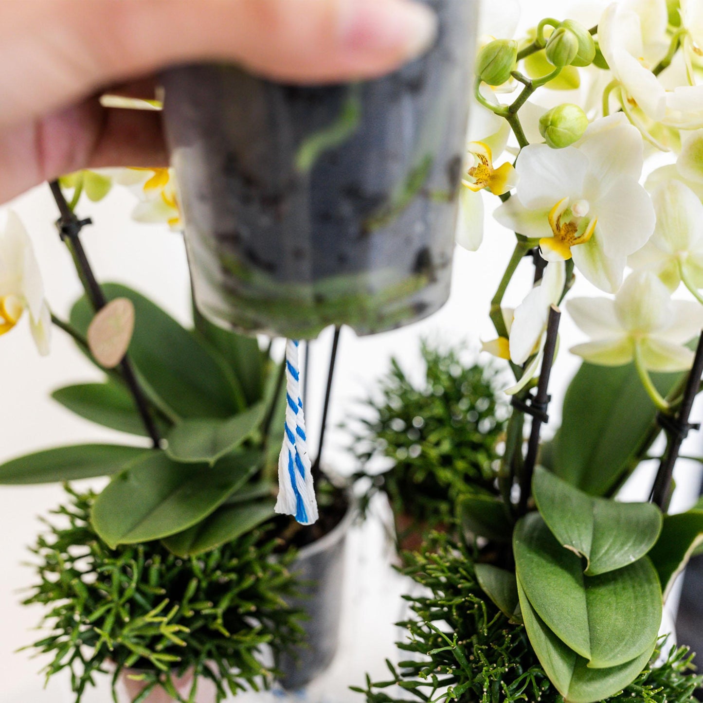 Cuenco de orquídea con depósito de agua y mechas - 25 cm