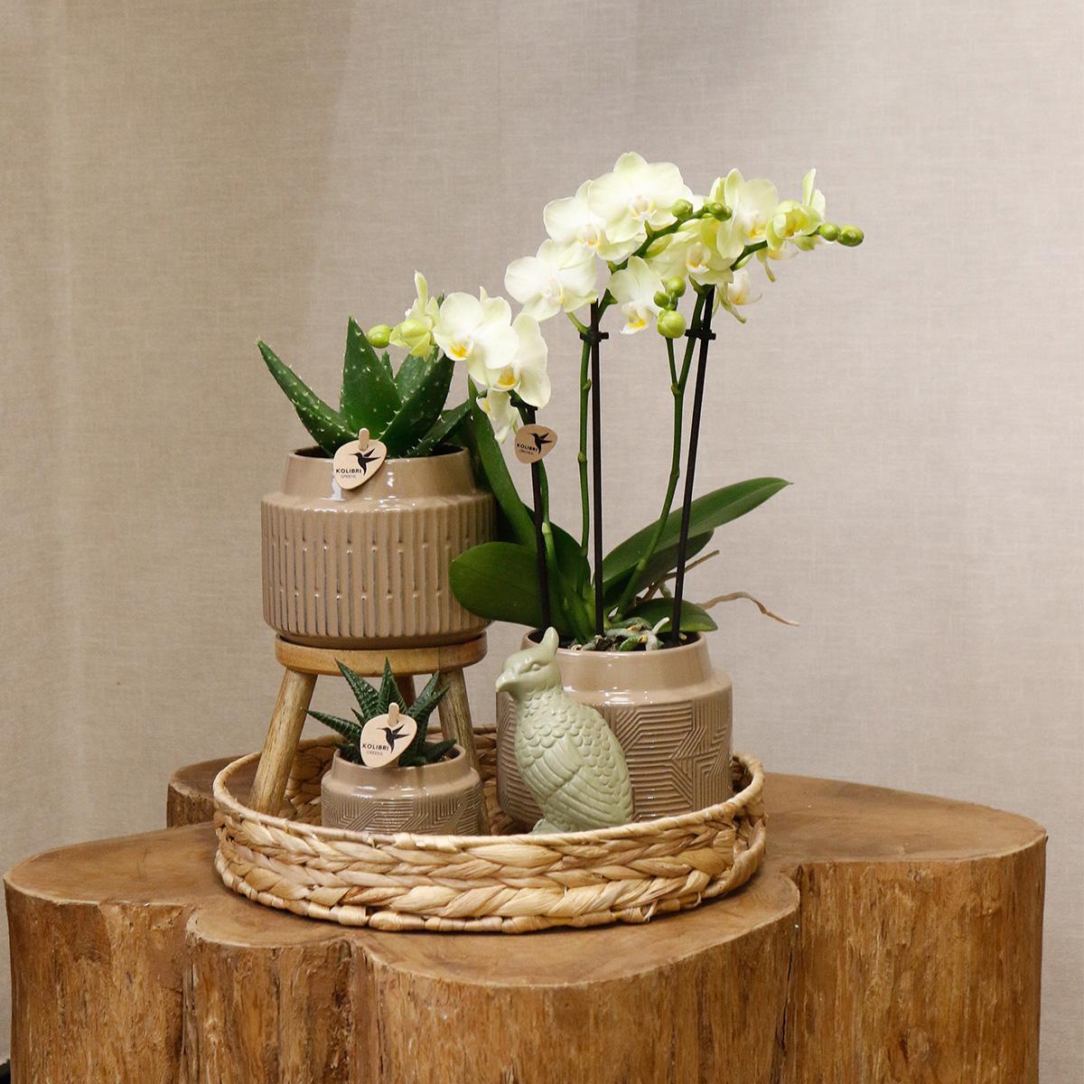 Geschenkset Jungle - Groene plantenset met witte orchidee incl. keramische potten en accessoires