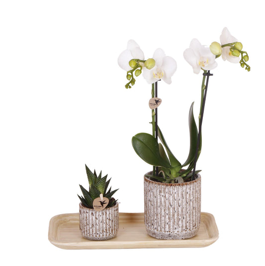 Plant Set Untamed Nature Small - Green Plants with Orchid in Jaguar Decorative Pots and Bamboo Tray