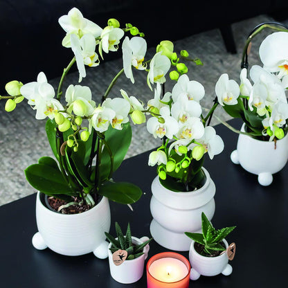 COMBI DEAL of 2 white Orchids - Amabilis - pot size 9cm |