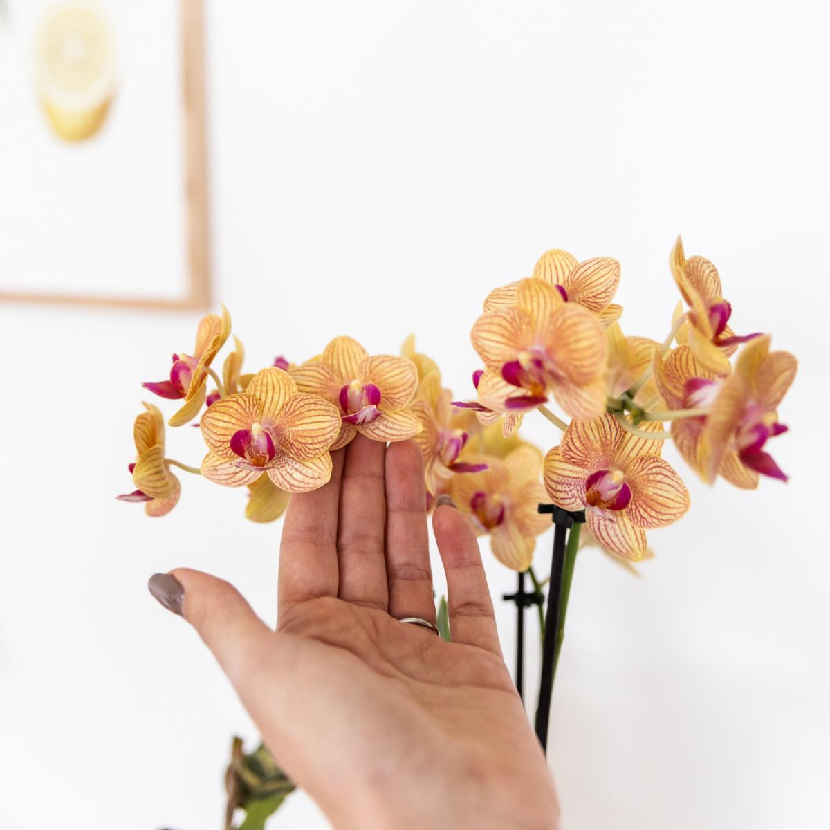 Orquídea Phalaenopsis naranja - Jamaica + maceta de rayas pintadas naranja - tamaño de maceta 9cm