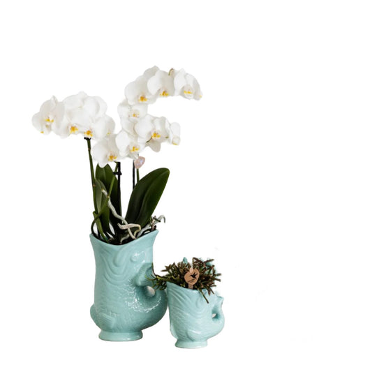 Plantenset Vis Turquoise - Set van Witte Orchidee 9cm + Groene Succulent Crassula Hobbit 6cm - incl. Turquoise Keramische Potten