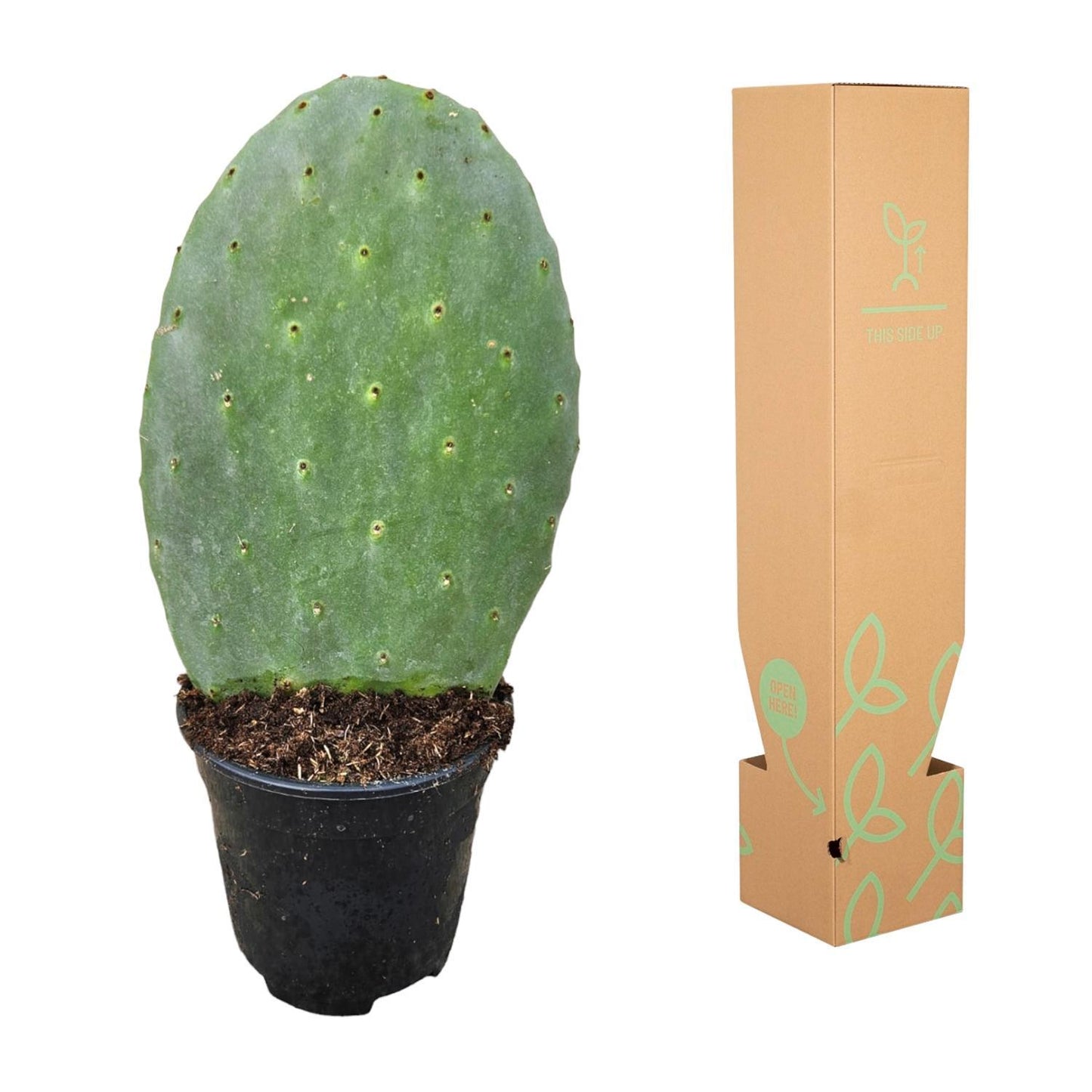 Opuntia Cactus - 40 cm - 17cm