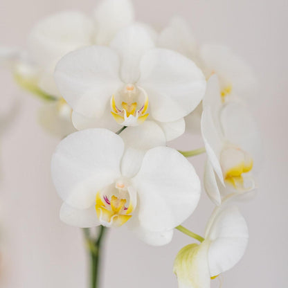 Set van witte Amabilis orchideeën in witte buisvormige decoratieve pot - potmaat 9 cm |