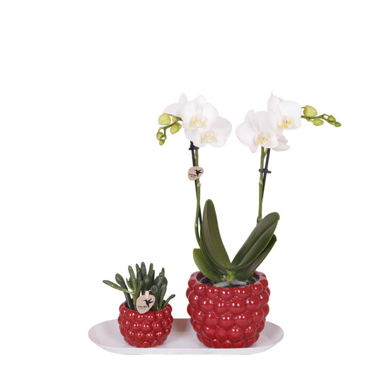 Plantenset Optimism Small - Groene planten met witte orchidee in Optimism sierpotten en witte schaal