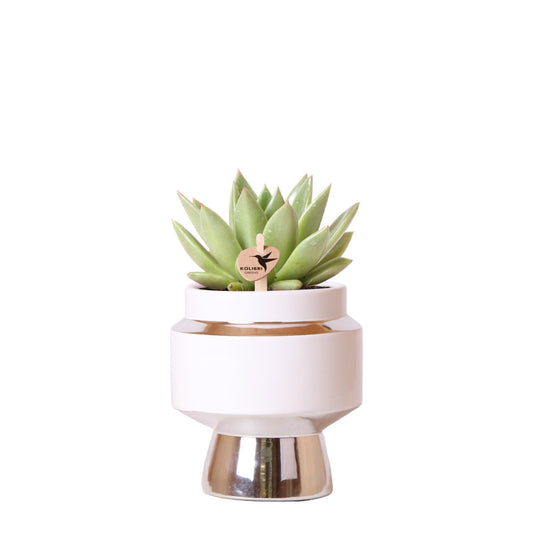 Green Plant - Succulent Echeveria Miranda in Le Chic Silver Pot - Pot Size 9cm