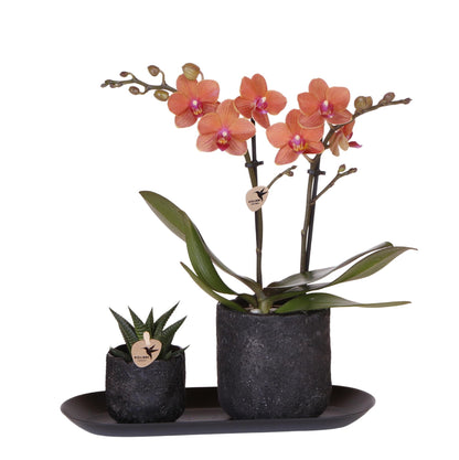 Plant set Home Hub small - Orange Orchid Bolzano and Succulent incl. ceramic decorative pots on a black tray