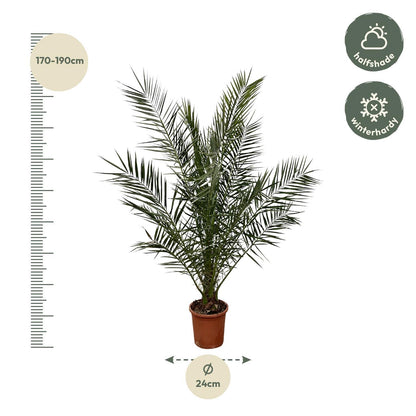 Phoenix Canariensis - 180 cm - 24 cm