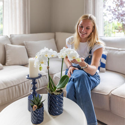 Set van witte Amabilis-orchideeën in snoepblauwe decoratieve potten - potmaat 9 cm en 6 cm