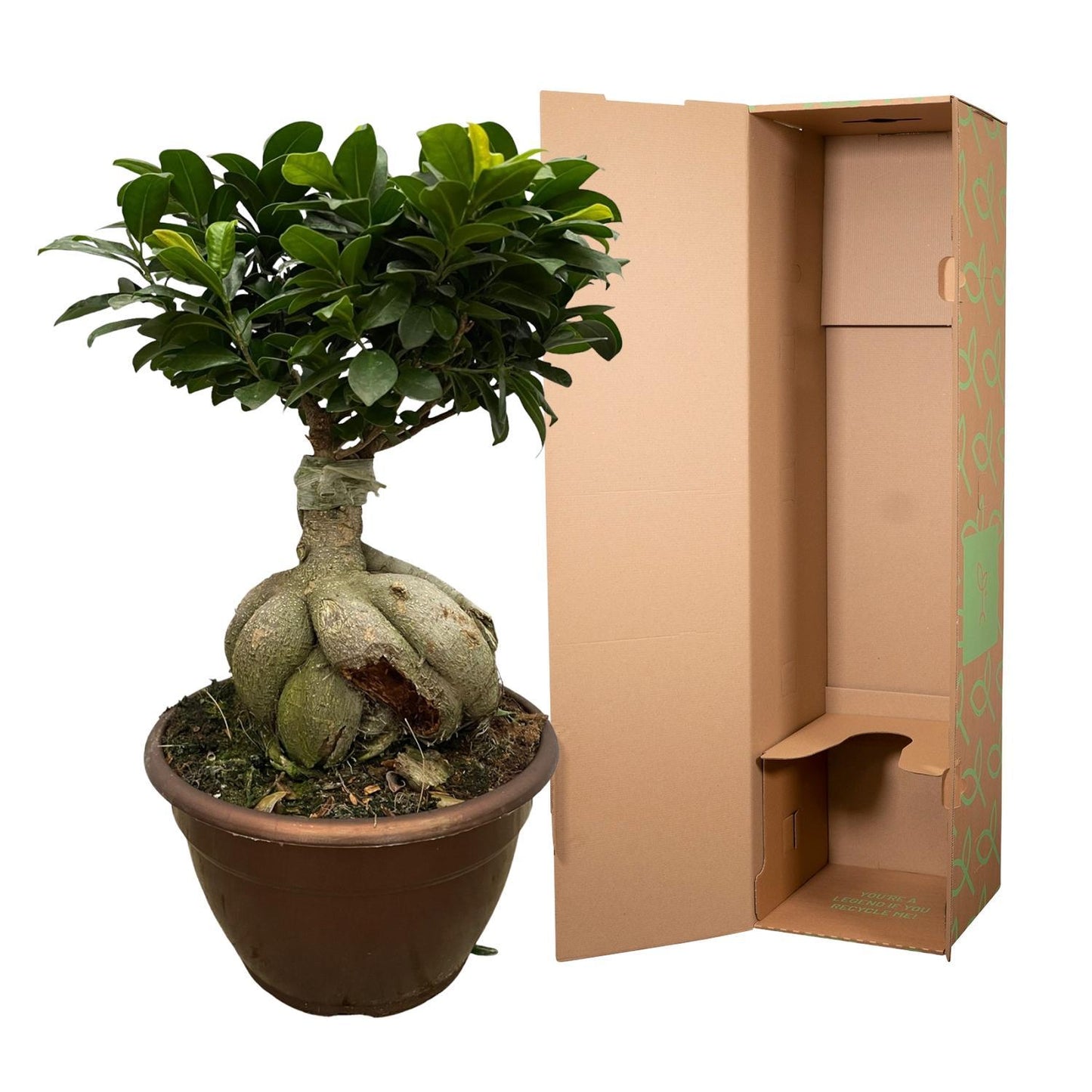 Ficus Microcarpa Ginseng - 50 cm - 25 cm