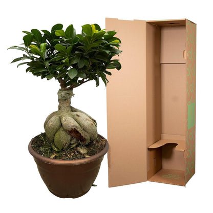 Ficus Microcarpa Ginseng - 50 cm - 25 cm