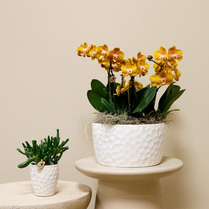 Orange Orchid Set in HONEY dish incl. water reservoir