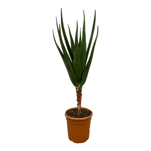 Aloë Barberae - Height 140 cm - Pot size 30cm