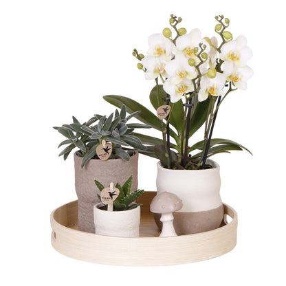 Plantenset - Witte Orchidee Lausanne en Vetplanten incl. Keramische Potten