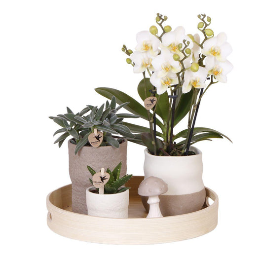 Plant Set - White Orchid Lausanne and Succulents incl. Ceramic Pots